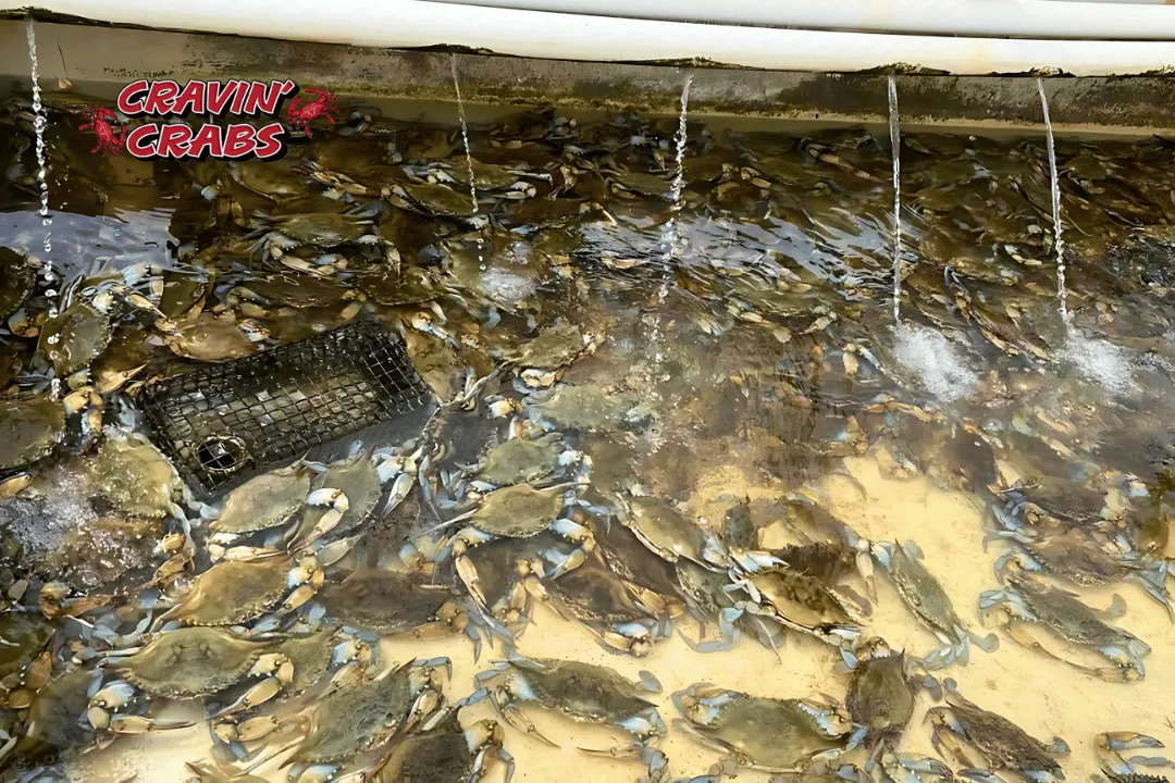 From Dock to Table Where to Get Authentic Steamed