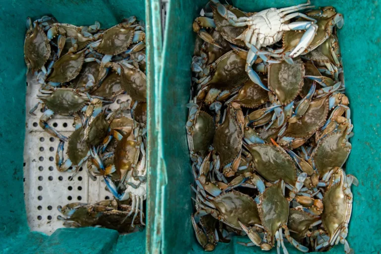 Live Crabs in Baltimore Pick