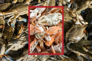 Why Baltimore Crabs Are Better Steamed
