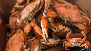 Fresh Seafood Deals and Crab