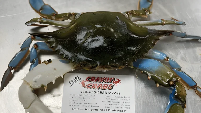 Where Can You Find the Freshest Live Crabs in Baltimore