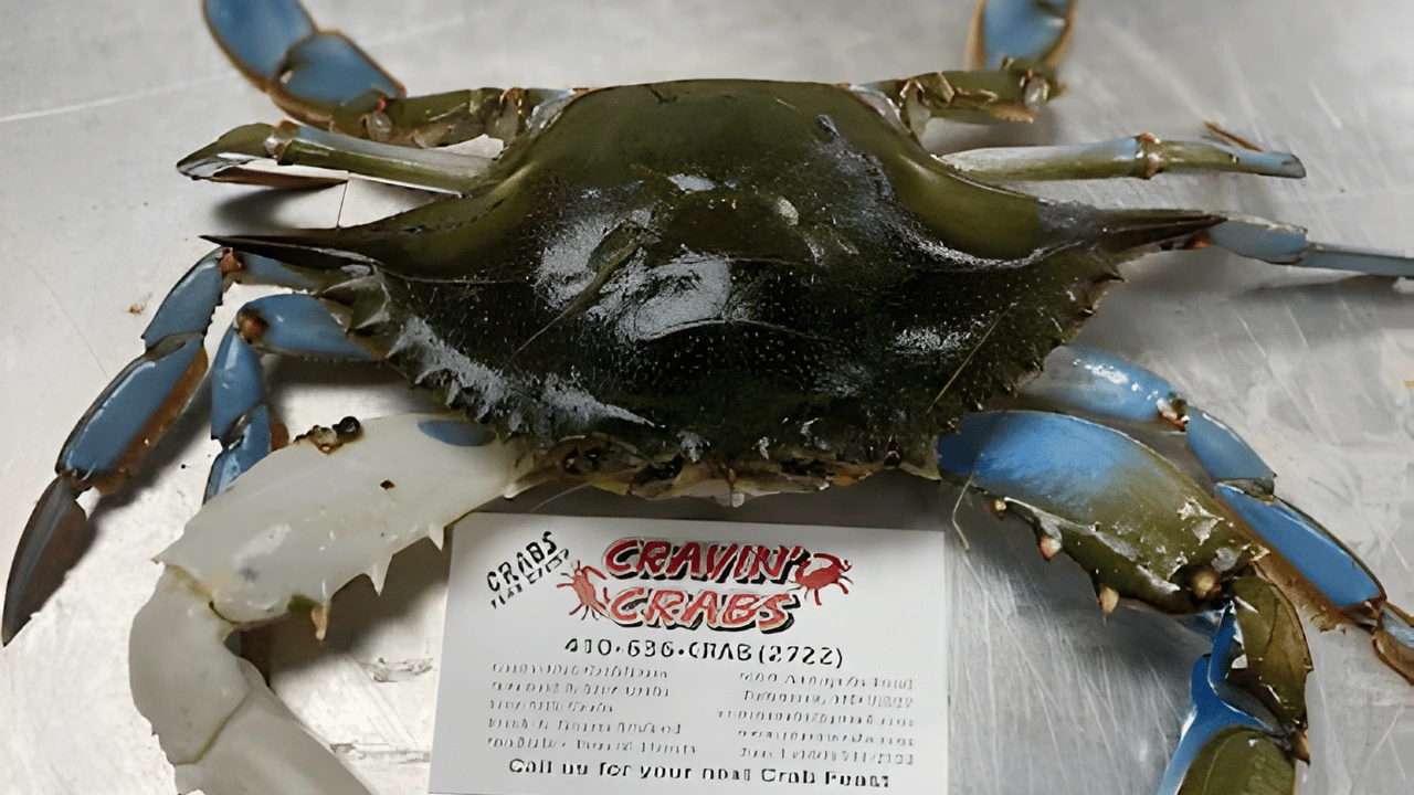 Where Can You Find the Freshest Live Crabs in Baltimore