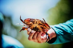 Choosing Between Male and Female Crabs for the Ultimate Maryland Seafood Experience