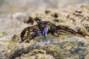 Live Maryland Blue Crabs Freshness, Quality, and Seasonal Selection Explained
